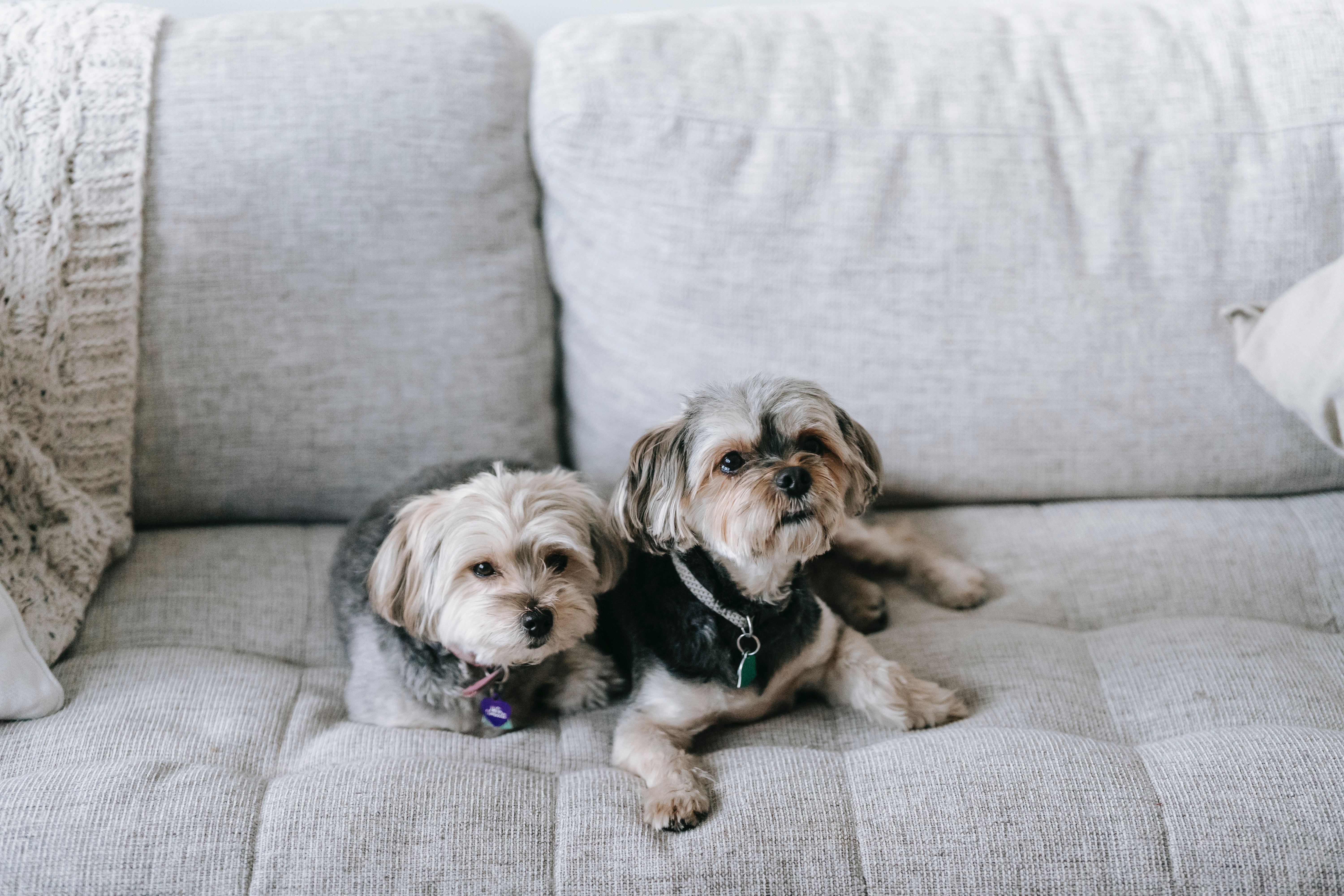 Pet-friendly furnished apartment with a dog